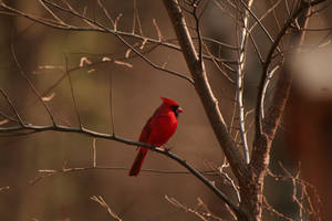 Cardinal - 2