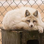 Fox -1