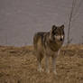 Wolf - 19