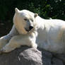 Polar Bear - 11