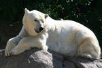 Polar Bear - 11
