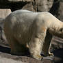 Polar Bear - 12