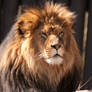 Lion - 3