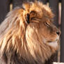 Lion - 4