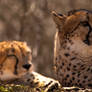 Cheetah - 1