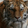 Tiger - 8