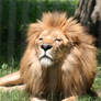 Lion - 1