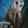 Barn Owl - 1