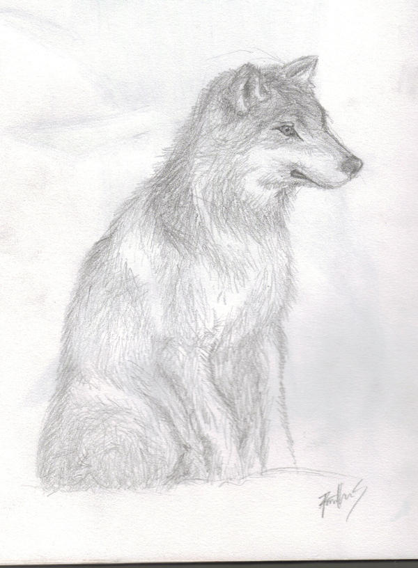 Pencil drawn wolf