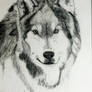 Wolf1