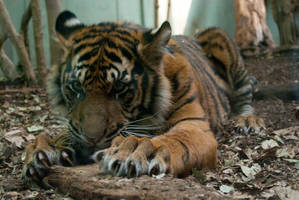 Tiger - Zoo Frankfurt