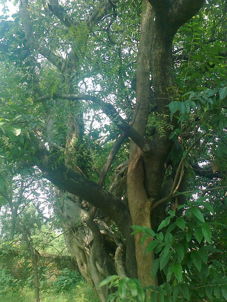 Trees3 by mr-ravi on DeviantArt