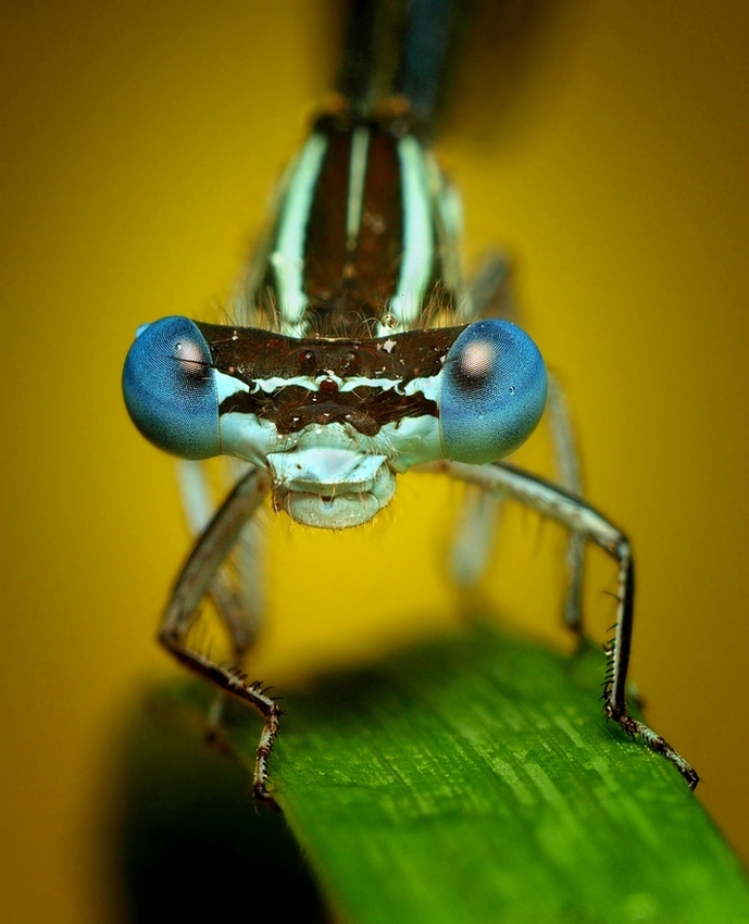 Blue Damselfly