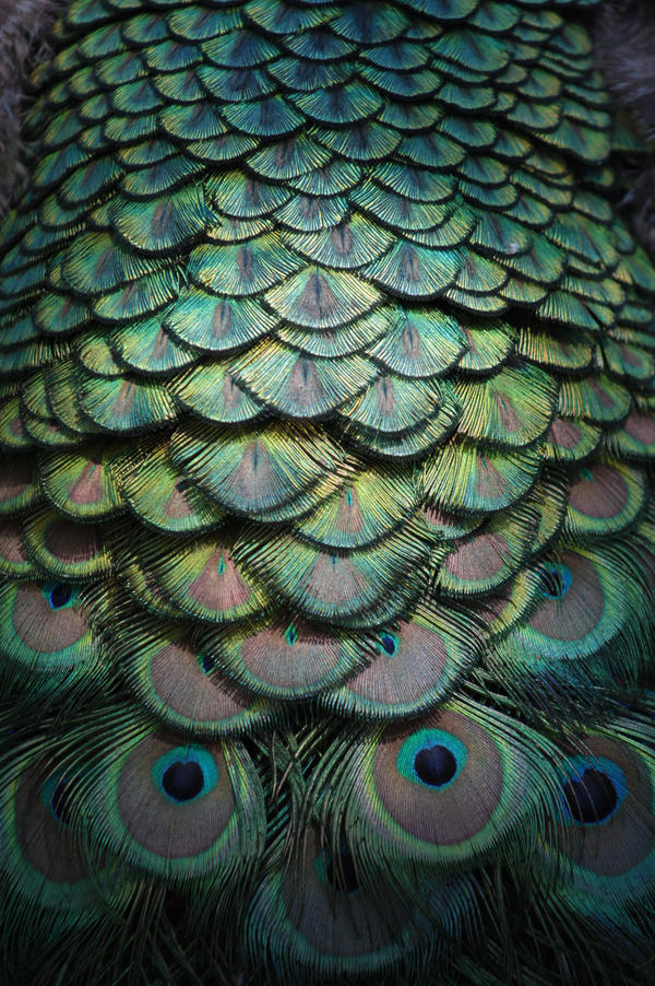 peacock paterns