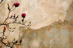 Magnolia by epiphyte78