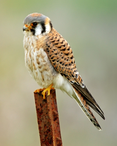 Santa Cruz Sparrow Hawk