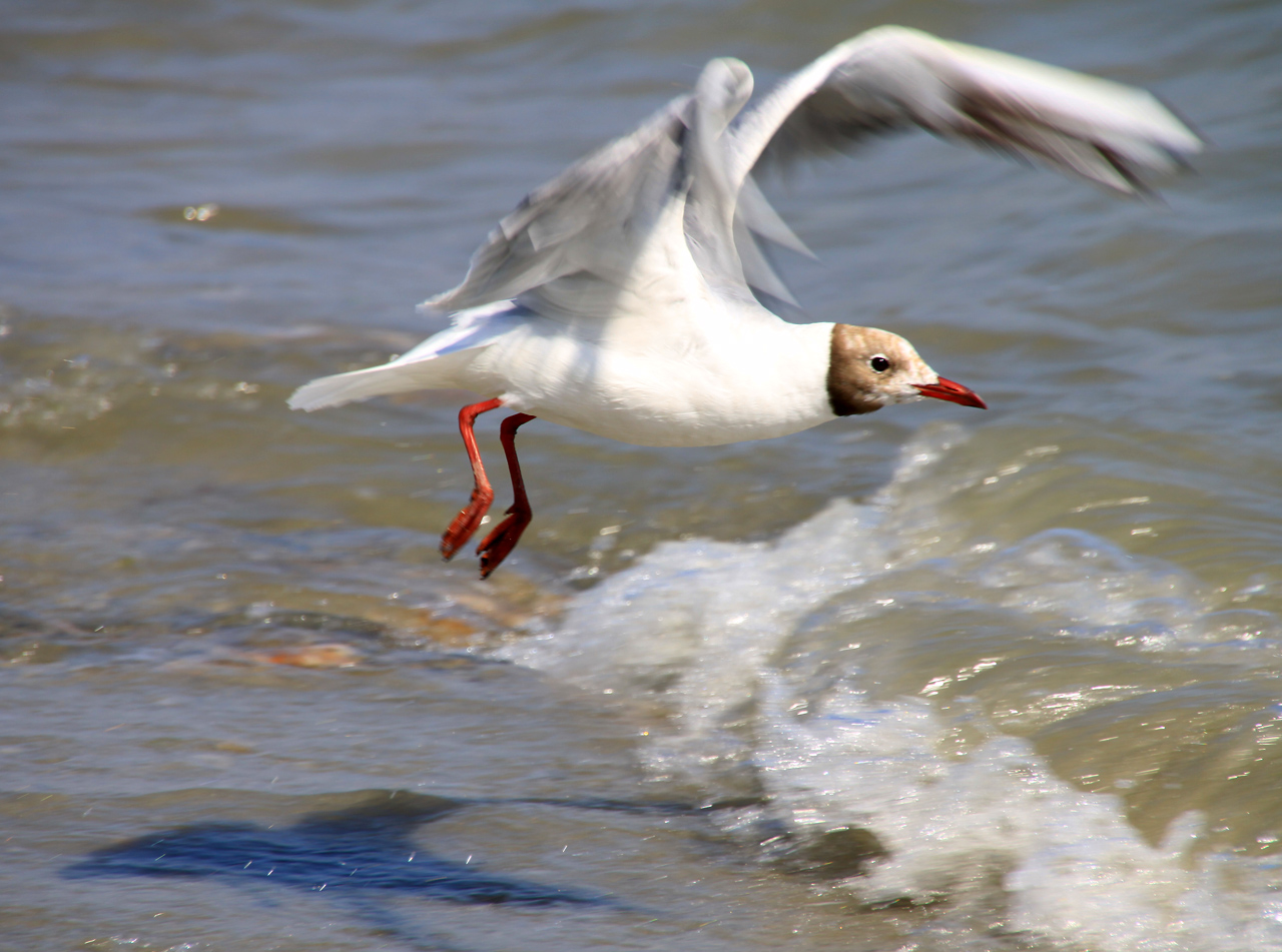 Chouette une mouette