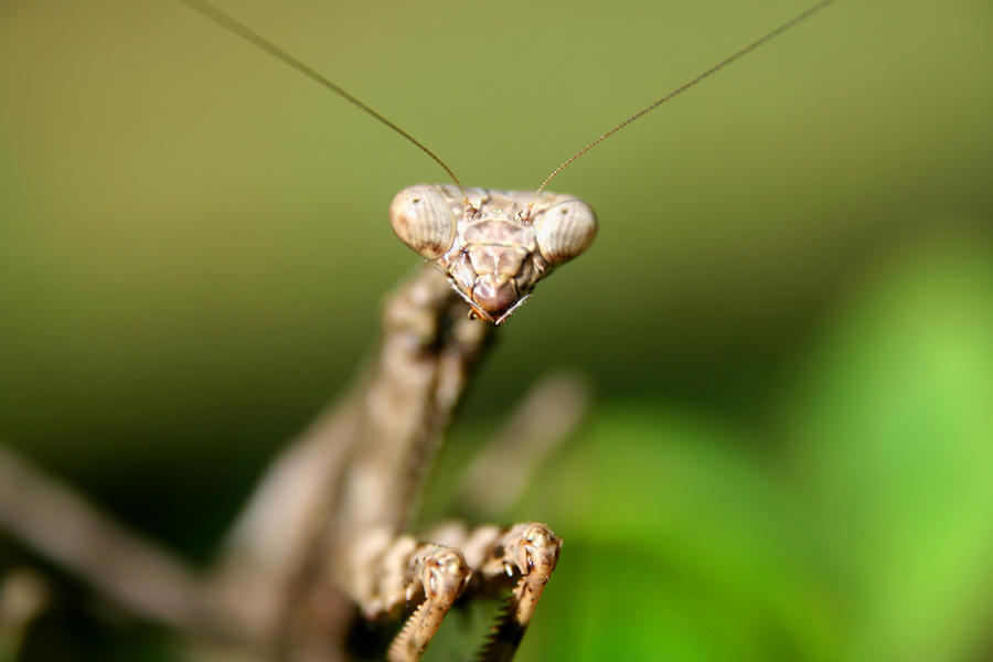 Mantis Head by SkullRipper on DeviantArt