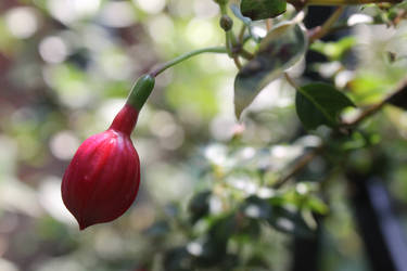 Fuchsia Bud