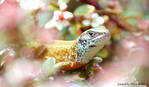 Lizard by FloraWhite