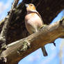 Fringilla coelebs