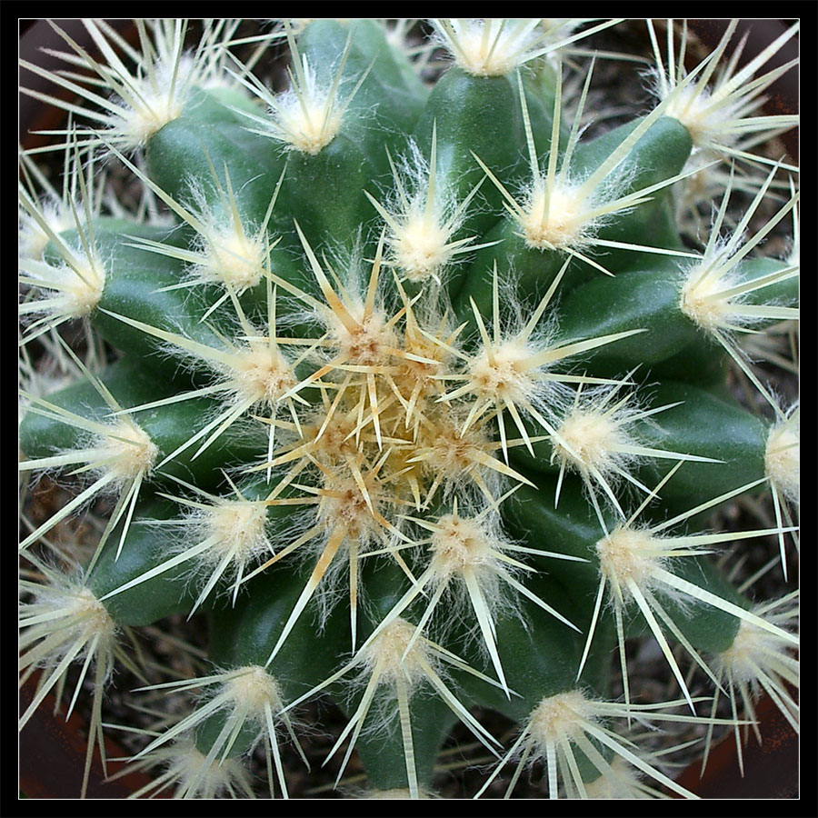 Cactus