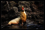 Cry of the Seals by ranmor