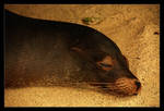 Sleepy Sea Lion by ranmor