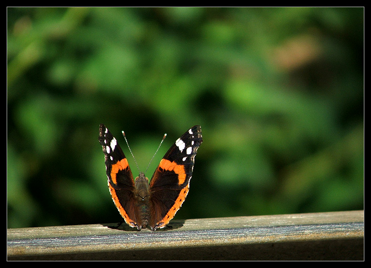 Resting on a fence