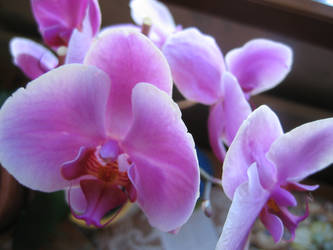 My dear orchid