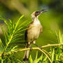 Silver-crowned Friarbird