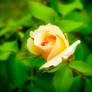 Garden flowers - Yellow Rose