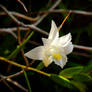 Garden flowers - Lone Dove orchid