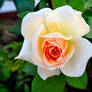 Garden flowers - White rose