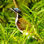 Blue-faced honeyeater