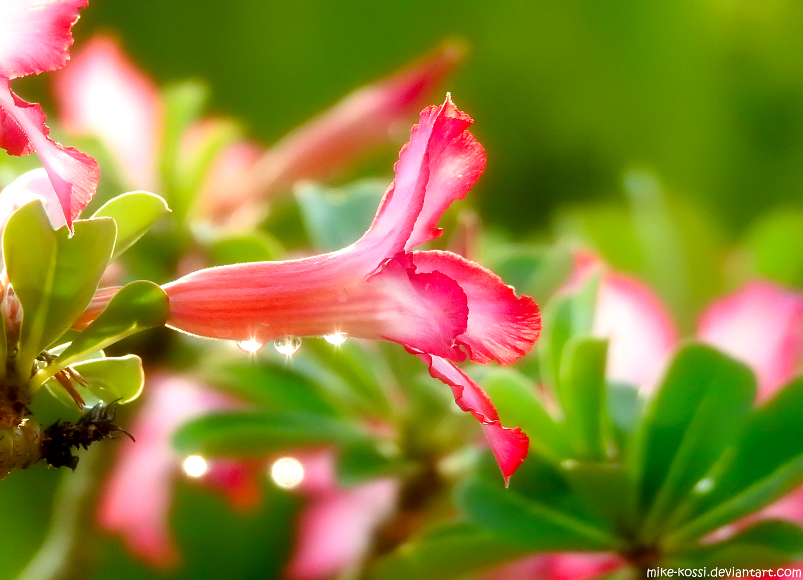 Garden flower - Adenium red white