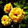 Home garden - Yellow Roses