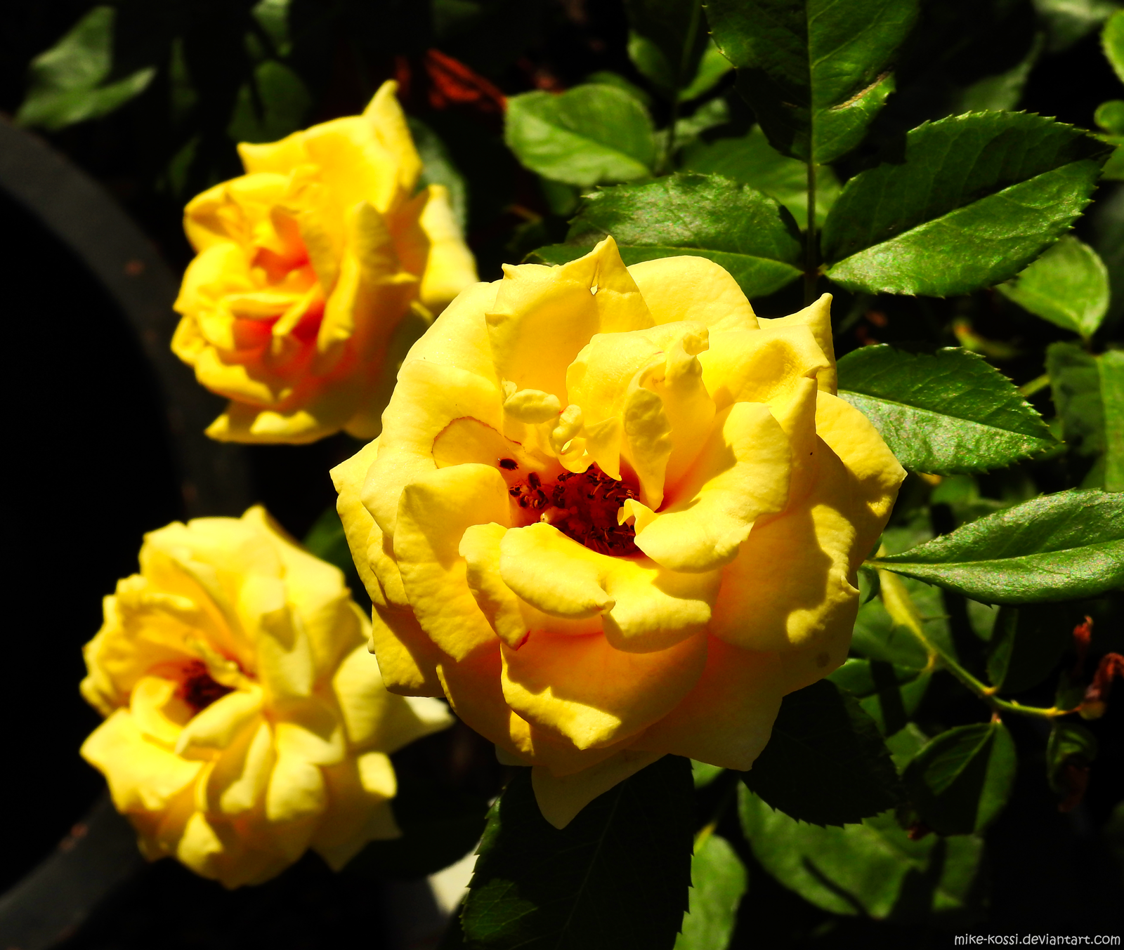 Home garden - Yellow Roses