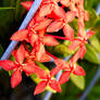 Garden flowers - Ixora