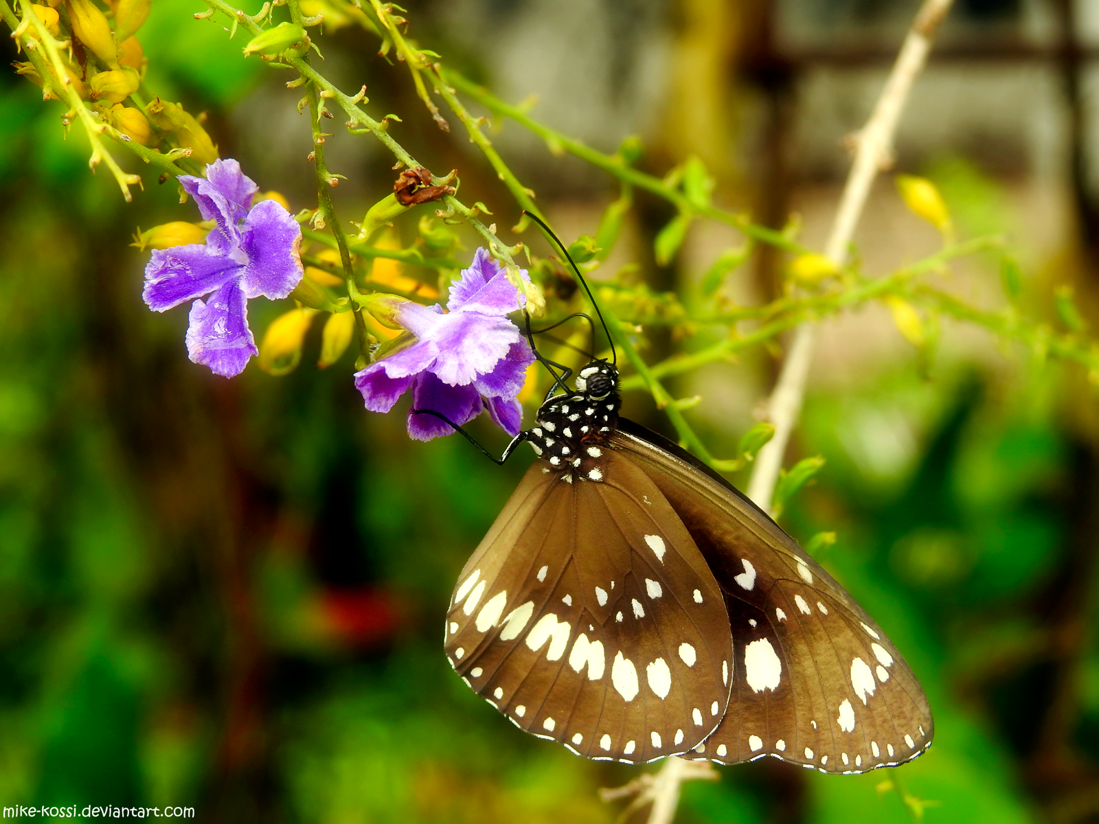 Crow Butterfly