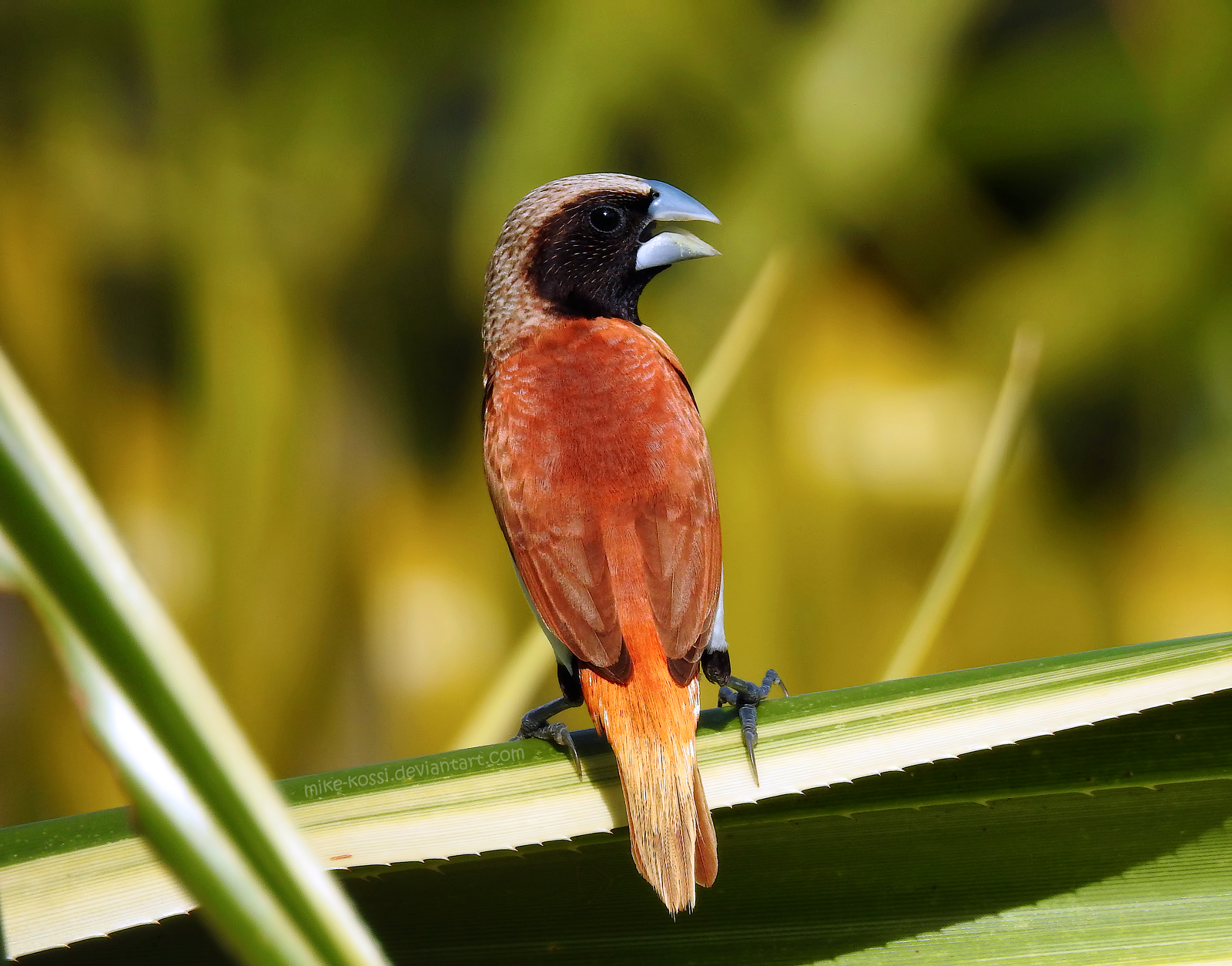 Chestnut-breasted Mannikin