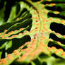 Fern frond