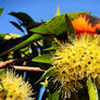 Red-collard lorikeet 8