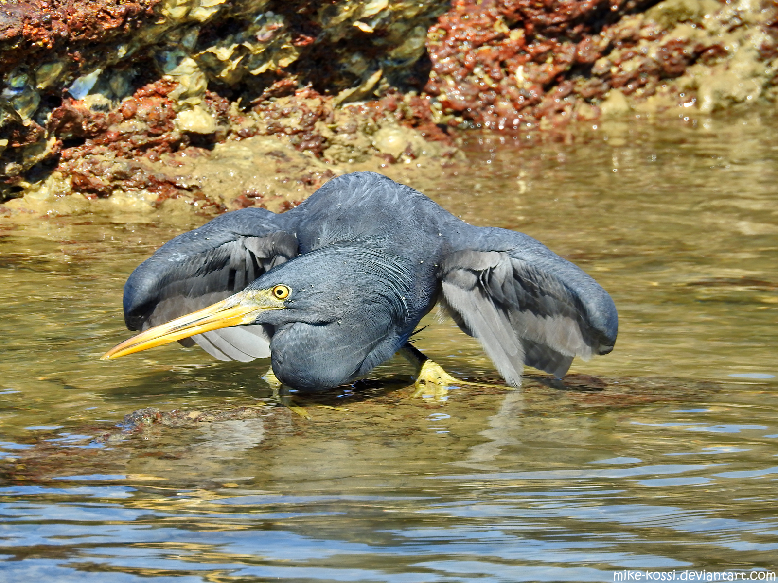 Heron hunting