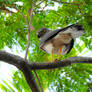 Always look up - Sparrowhawk