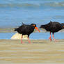 Sooty Oystercatchers