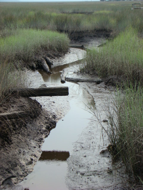 The Winding Trail