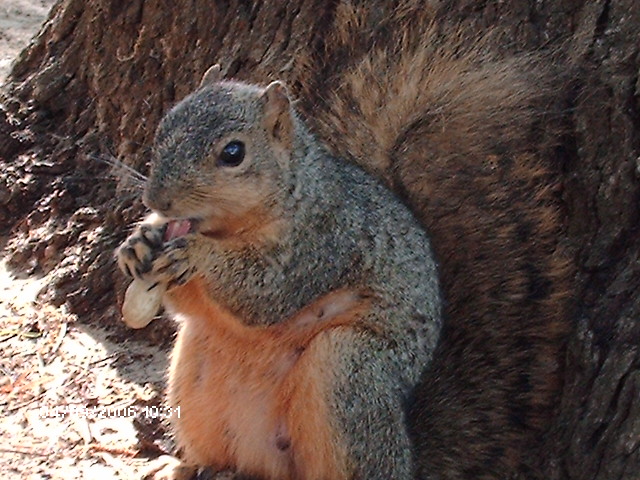 Squirrel