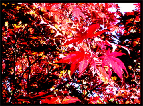 Japanese Maple Tree