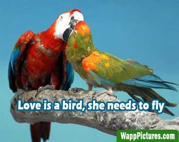 cute-love-birds-kissing-whatsapp-pictures - Copy